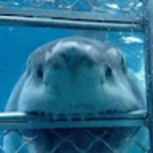 Meet your Posher, Ed